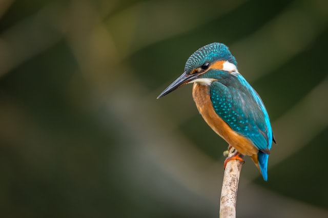 A kingfisher bird sitting on a branch